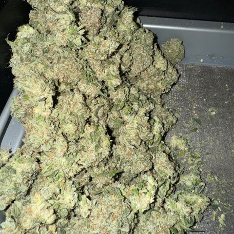 White Truffle Auto growlog photo: Semi dry- four days. Temp 66-75f humidity 42-58.