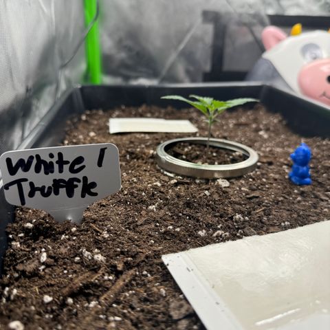 White Truffle Auto #1 growlog timeline photo