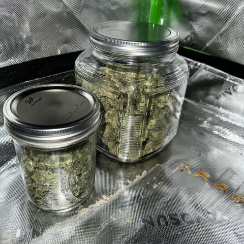 White Truffle Auto growlog photo: Semi dry- four days. Temp 66-75f humidity 42-58.