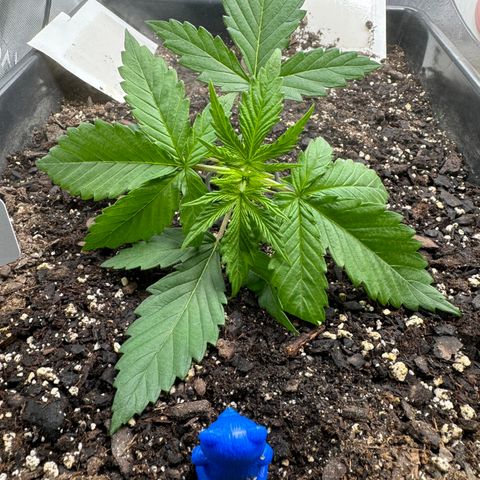 White Truffle Auto #1 growlog timeline photo