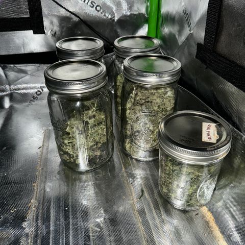 Glue growlog photo: Same for glue but a bit drier than White truffle.