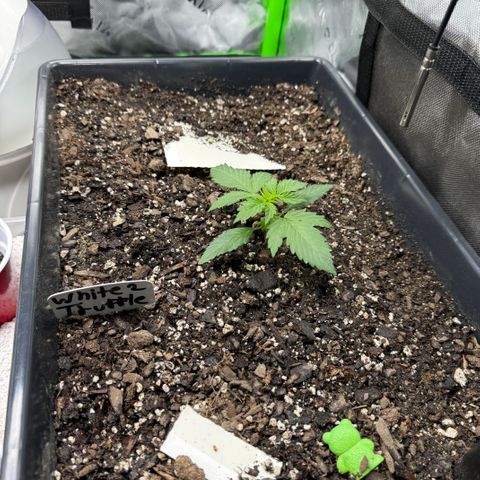 White Truffle Auto #2 growlog timeline photo