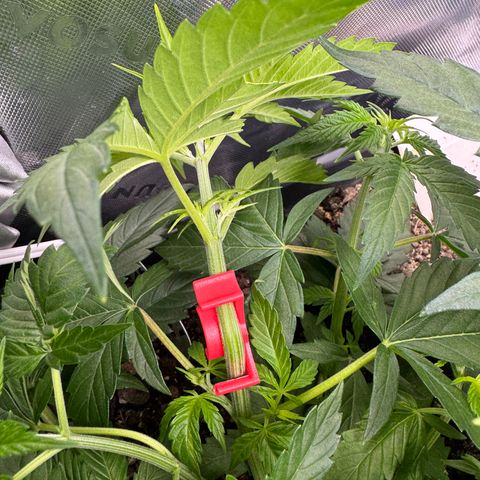 White Truffle Auto #1 growlog timeline photo