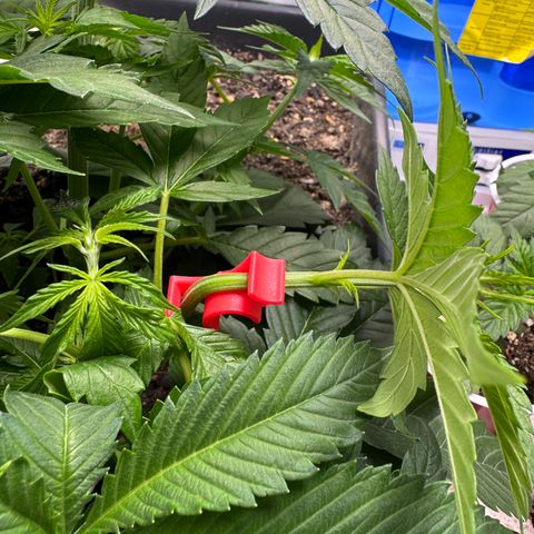 White Truffle Auto #1 growlog timeline photo