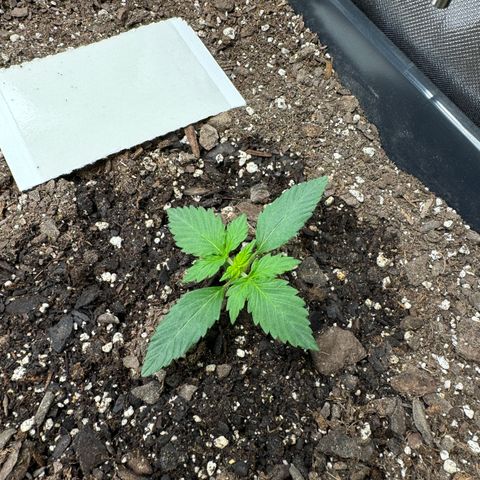 White Truffle Auto #2 growlog timeline photo
