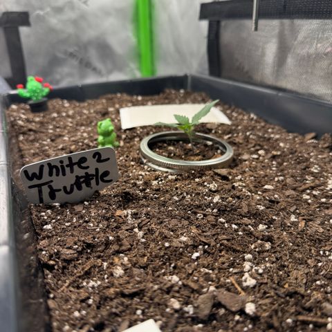 White Truffle Auto #2 growlog timeline photo