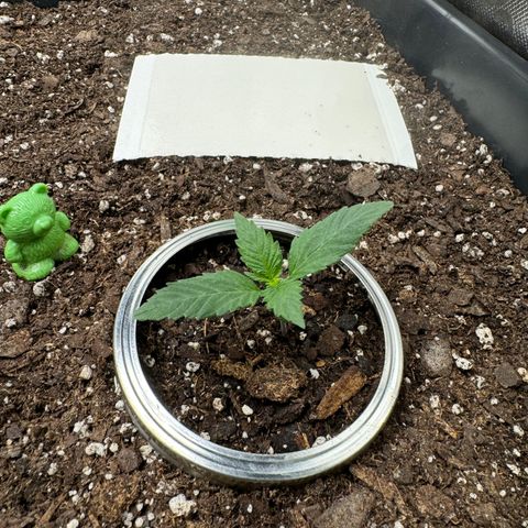 White Truffle Auto #2 growlog timeline photo