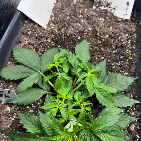 White Truffle Auto #1 growlog timeline photo