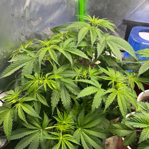 White Truffle Auto #1 growlog timeline photo
