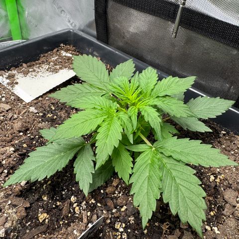 White Truffle Auto #2 growlog timeline photo