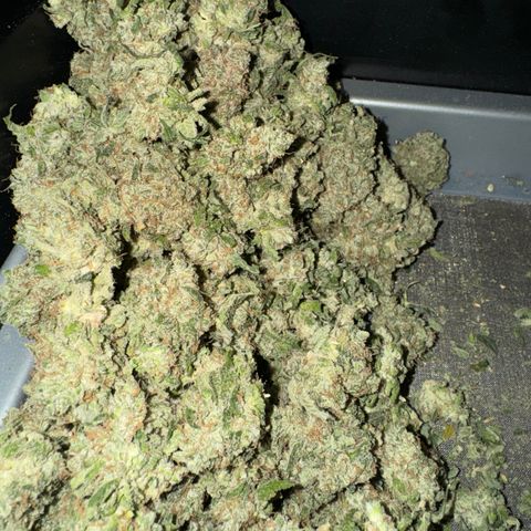 White Truffle Auto growlog photo: Semi dry- four days. Temp 66-75f humidity 42-58.