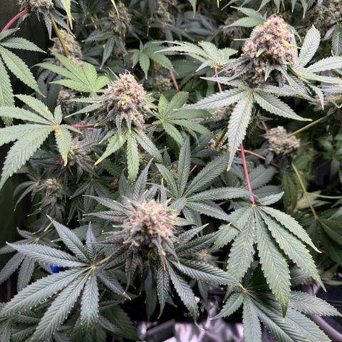 White Truffle Auto growlog timeline photo