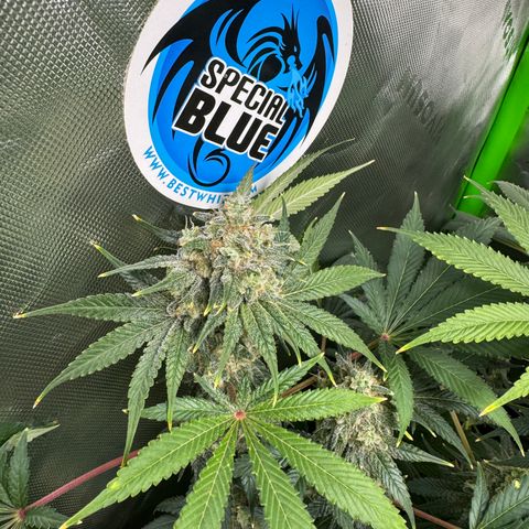 White Truffle Auto growlog timeline photo