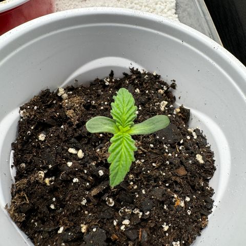 HG#1 growlog timeline photo