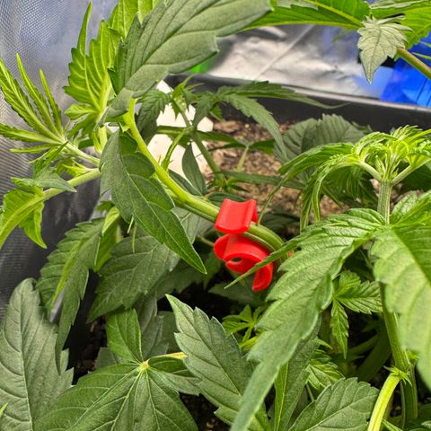 White Truffle Auto #1 growlog timeline photo