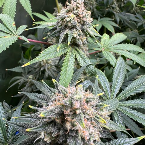 White Truffle Auto growlog timeline photo