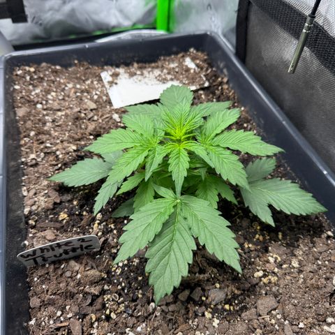 White Truffle Auto #2 growlog timeline photo
