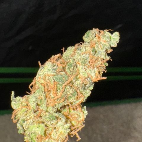 Blue Mystic Automatic(SoloCupRun) growlog timeline photo
