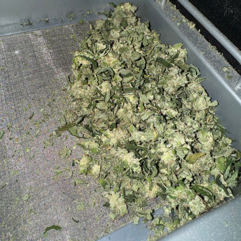 White Truffle Auto growlog photo: Semi dry- four days. Temp 66-75f humidity 42-58.