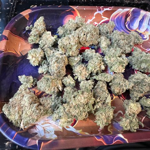 White Truffle Auto growlog timeline photo