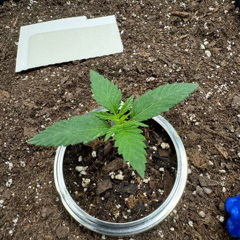 White Truffle Auto #1 growlog timeline photo