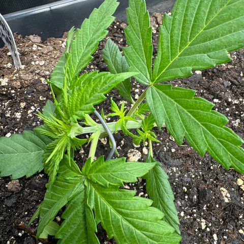 White Truffle Auto #1 growlog timeline photo