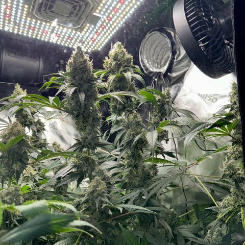 Glue growlog timeline photo