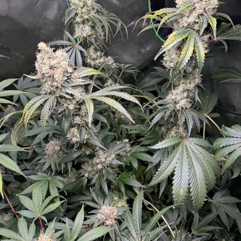 Glue growlog timeline photo