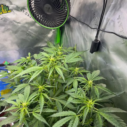 White Truffle Auto #2 growlog timeline photo