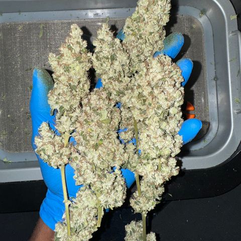Glue growlog photo: Same for glue but a bit drier than White truffle.