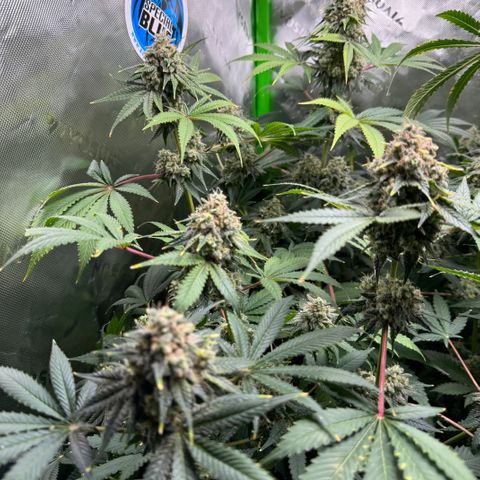 White Truffle Auto growlog timeline photo