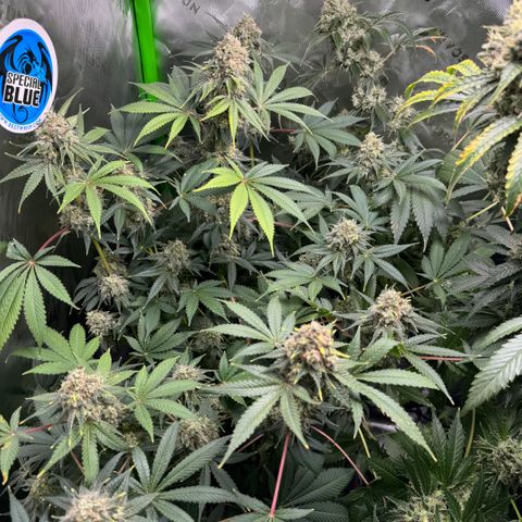 White Truffle Auto growlog timeline photo