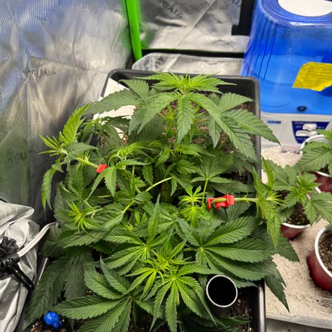 White Truffle Auto #1 growlog timeline photo