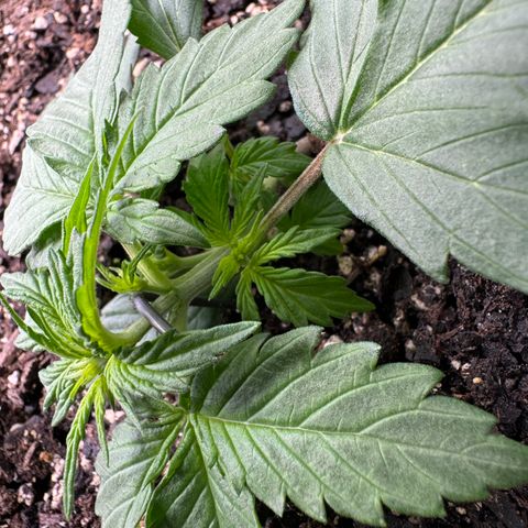White Truffle Auto #2 growlog timeline photo