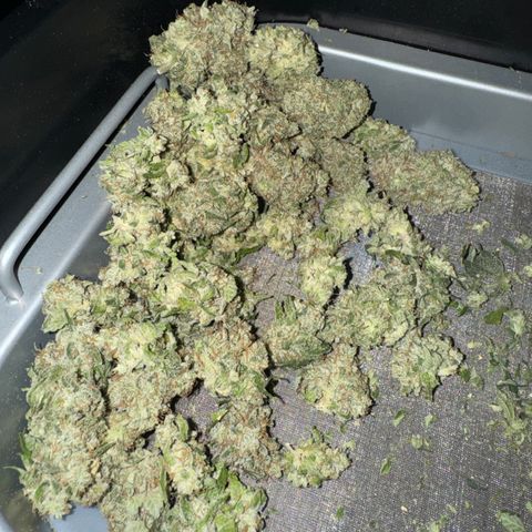 White Truffle Auto growlog photo: Semi dry- four days. Temp 66-75f humidity 42-58.
