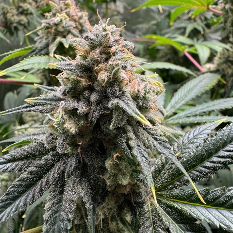 White Truffle Auto growlog timeline photo