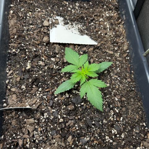 White Truffle Auto #2 growlog timeline photo