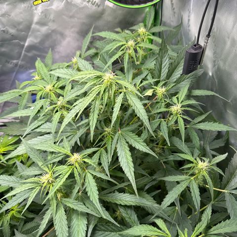 White Truffle Auto #2 growlog timeline photo