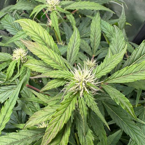 White Truffle Auto #2 growlog timeline photo