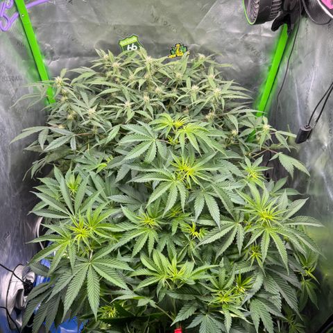 White Truffle Auto #2 growlog timeline photo