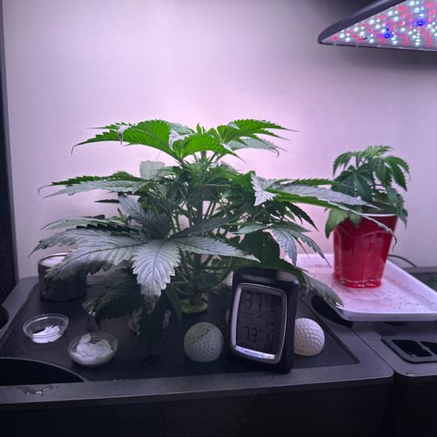 HG#1 growlog timeline photo