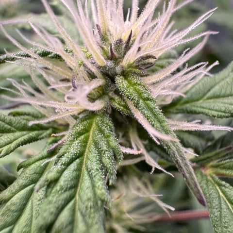 White Truffle Auto #2 growlog timeline photo