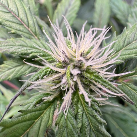 White Truffle Auto #2 growlog timeline photo