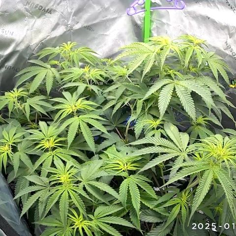 White Truffle Auto #1 growlog timeline photo