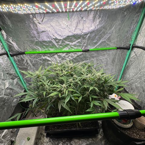White Truffle Auto #2 growlog timeline photo