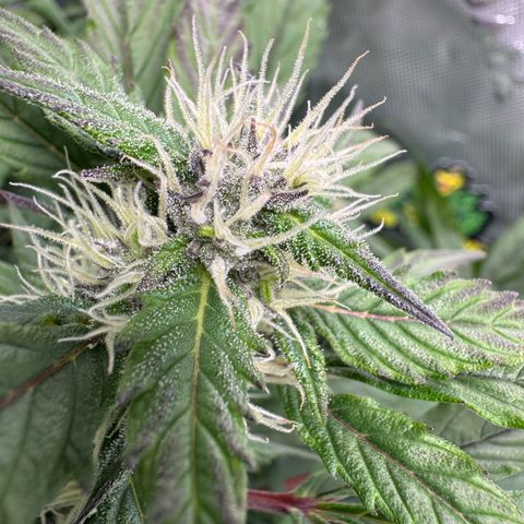 White Truffle Auto #2 growlog timeline photo