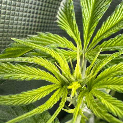 White Truffle Auto #1 growlog timeline photo