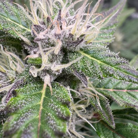 White Truffle Auto #2 growlog timeline photo