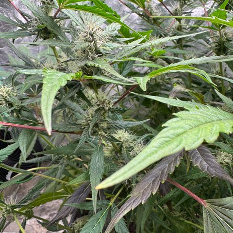 White Truffle Auto #2 growlog timeline photo