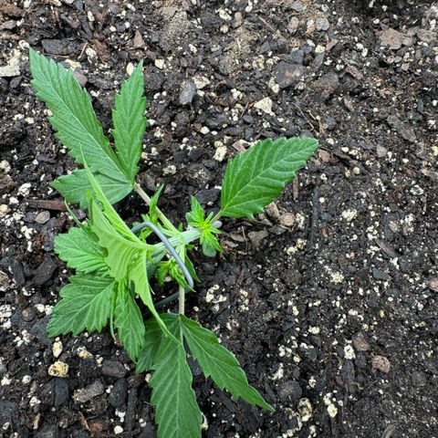 White Truffle Auto #2 growlog timeline photo